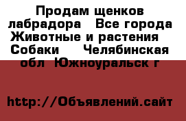 Продам щенков лабрадора - Все города Животные и растения » Собаки   . Челябинская обл.,Южноуральск г.